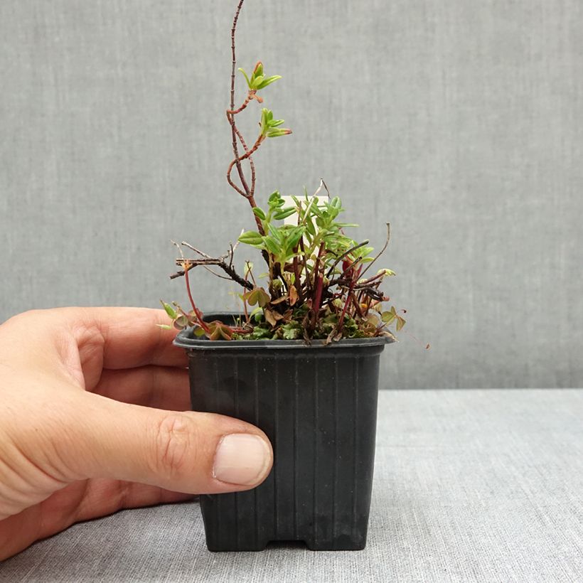Exemplar von Sonnenröschen Ben Alder - Helianthemum Kleine Töpfe von 8/9 cm wie im Sommer geliefert
