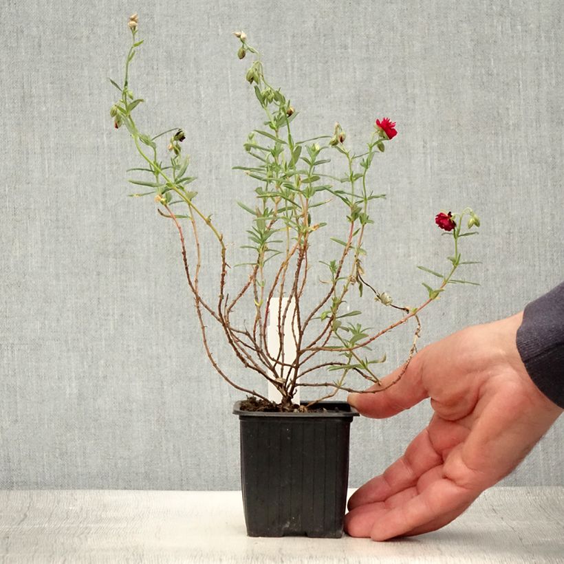 Exemplar von Sonnenröschen Cerise Queen - Helianthemum Kleine Töpfe von 8/9 cm wie im Sommer geliefert