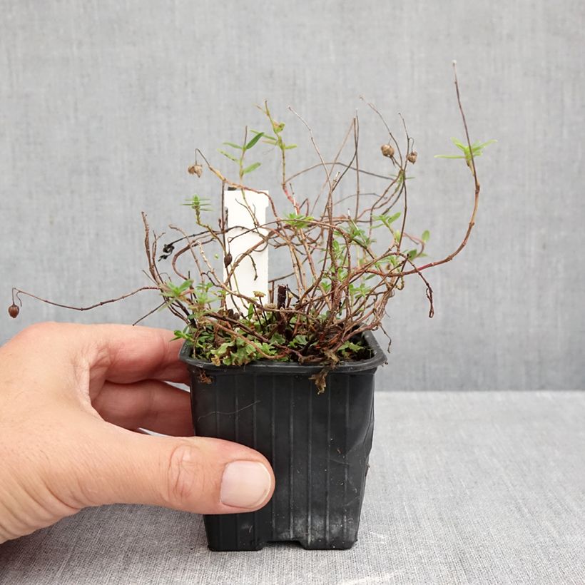 Exemplar von Helianthemum nummularium - Gelbe Sonnenröschen Kleine Töpfe von 8/9 cm wie im Herbst geliefert