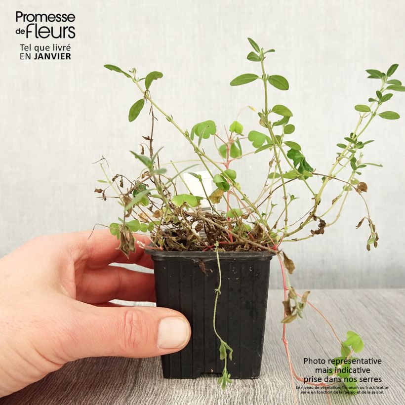 Exemplar von Helianthemum nummularium - Gelbe Sonnenröschen Kleine Töpfe von 8/9 cm wie im Winter geliefert