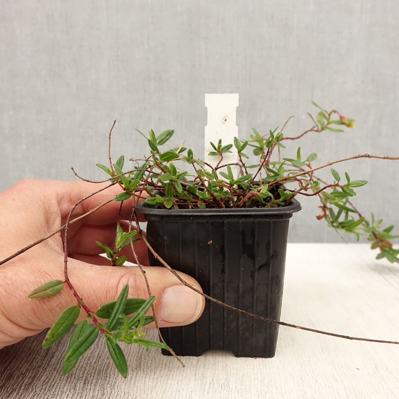 Exemplar von Helianthemum nummularium - Gelbe Sonnenröschen Kleine Töpfe von 8/9 cm wie im Frühjahr geliefert