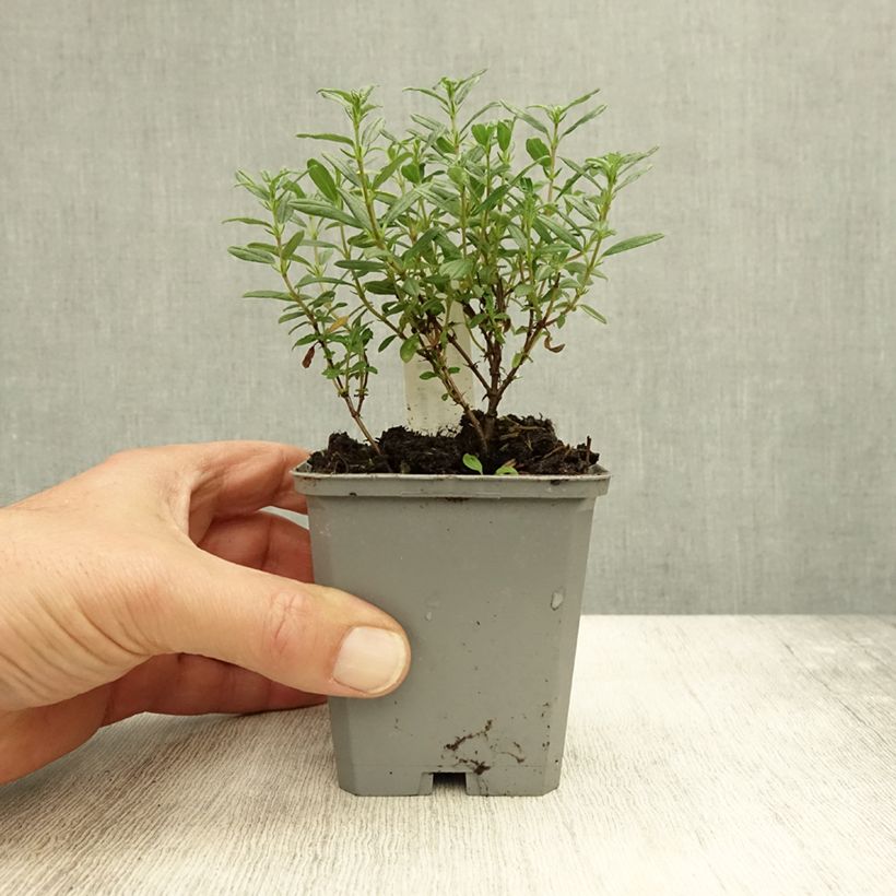 Exemplar von Sonnenröschen Sulphureum Plenum - Helianthemum Kleine Töpfe von 8/9 cm wie im Herbst geliefert