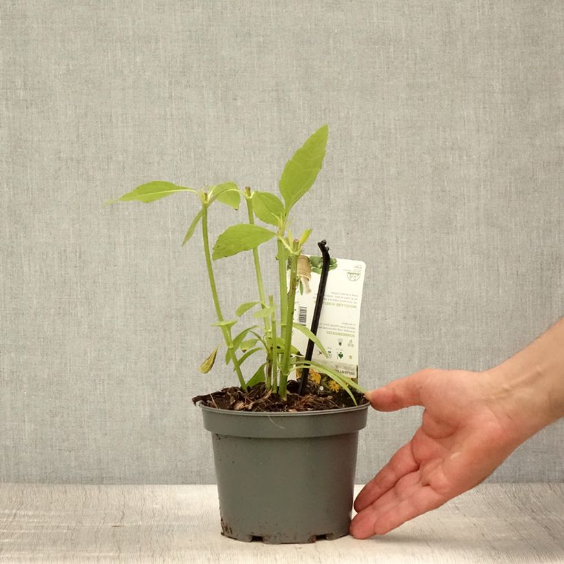 Exemplar von Kropfige Sonnenblume - Helianthus strumosus Topf mit 1,5L/2L wie im Sommer geliefert