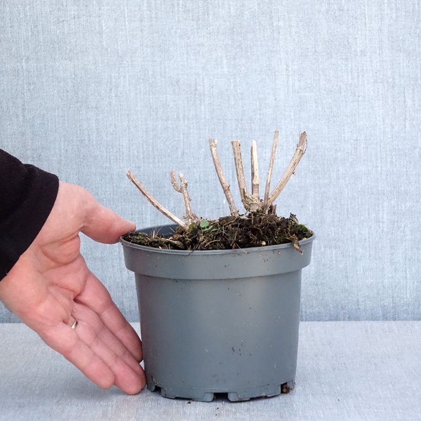 Exemplar von Kropfige Sonnenblume - Helianthus strumosus Topf mit 1,5L/2L wie im Frühjahr geliefert