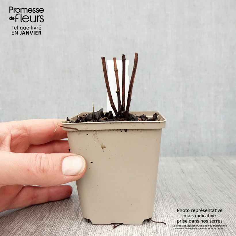 Exemplar von Helianthus decapetalus Plenus - Zehnstrahlige Sonnenblume Kleine Töpfe von 8/9 cm wie im Winter geliefert