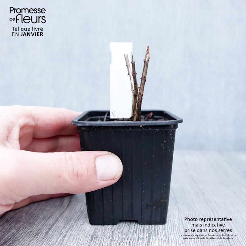 Exemplar von Helianthus salicifolius Table Mountain - Weidenblättrige Sonnenblume Kleine Töpfe von 8/9 cm wie im Winter geliefert