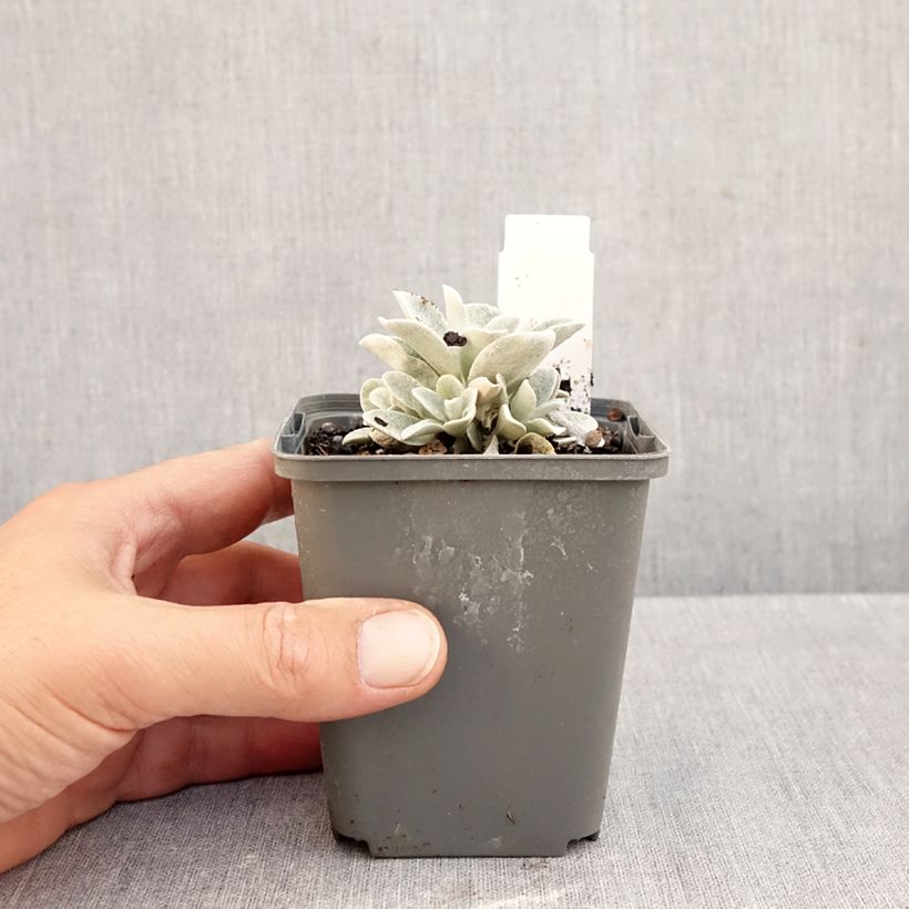 Exemplar von Strohblume Ruby Cluster - Helichrysum Kleine Töpfe von 8/9 cm wie im Herbst geliefert