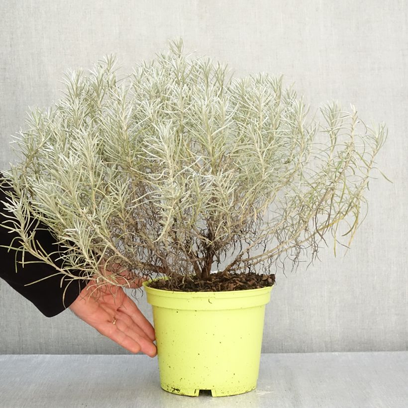 Exemplar von Strohblume - Helichrysum italicum subsp. serotinum Topf mit 3L/4L wie im Herbst geliefert