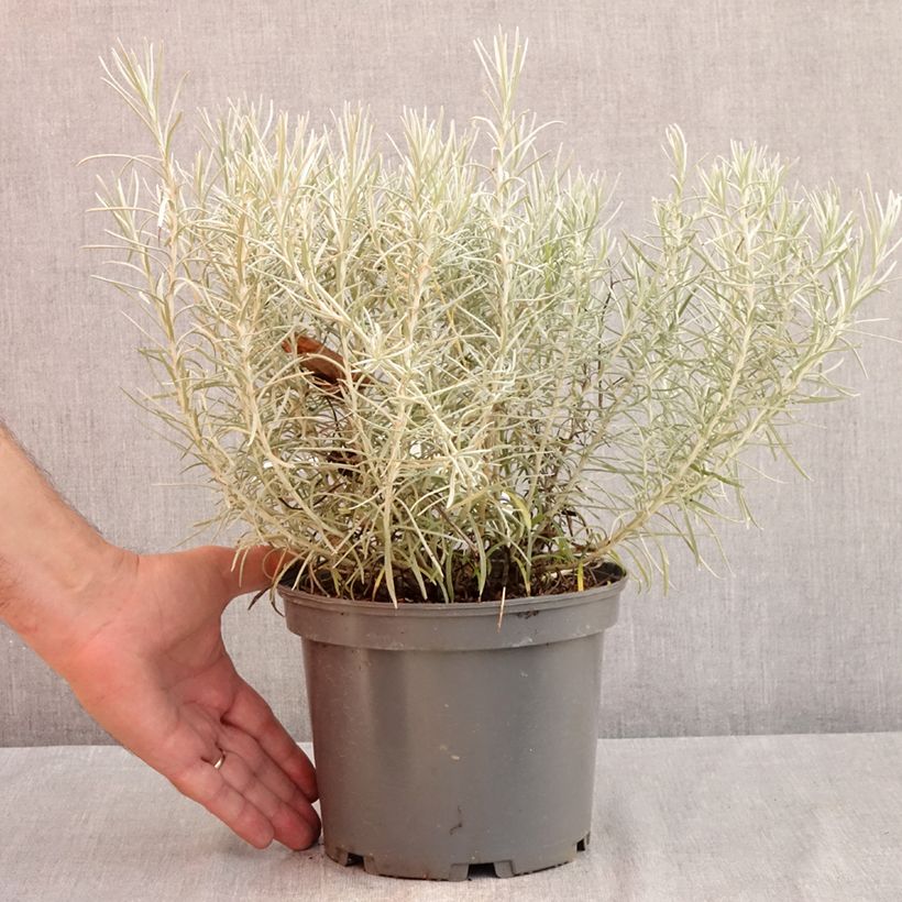 Exemplar von Strohblume - Helichrysum italicum subsp. serotinum Topf mit 3L/4L wie im Sommer geliefert