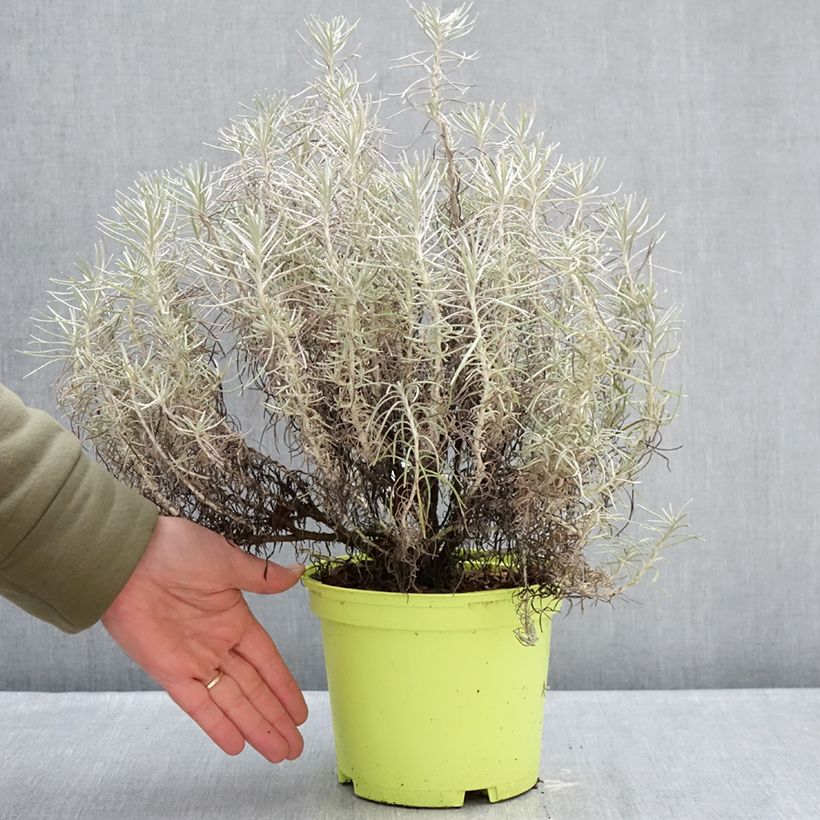 Exemplar von Strohblume - Helichrysum italicum subsp. serotinum Topf mit 3L/4L wie im Winter geliefert