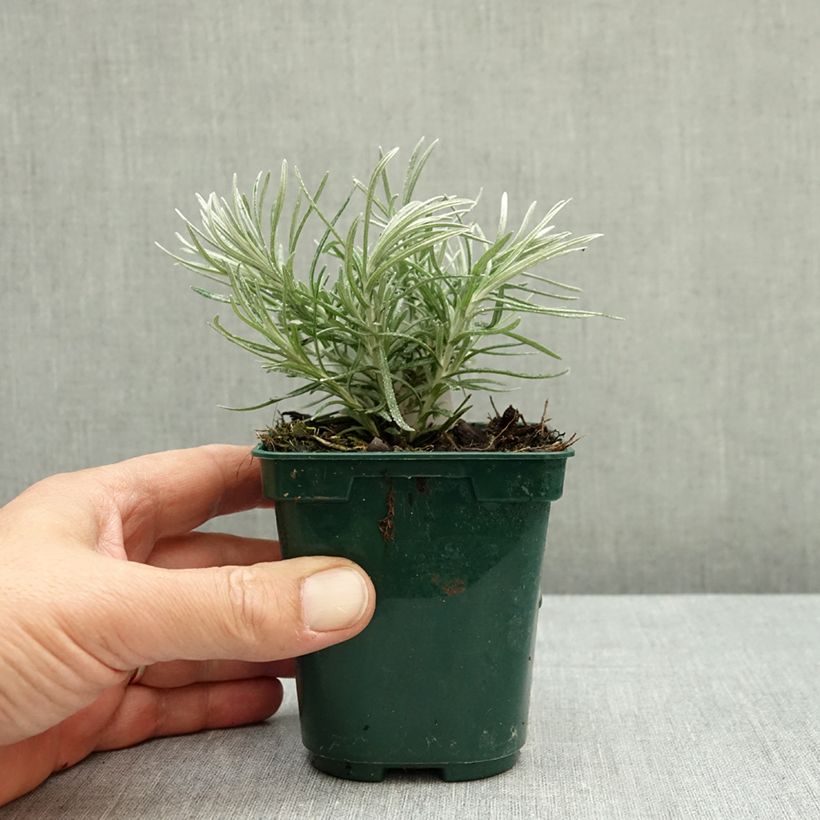 Exemplar von Strohblume Weisses Wunder - Helichrysum italicum Kleine Töpfe von 8/9 cm wie im Herbst geliefert