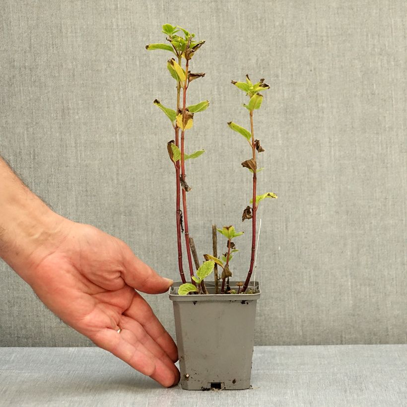 Exemplar von Heliopsis helianthoides Asahi - Sonnenauge Kleine Töpfe von 8/9 cm wie im Sommer geliefert