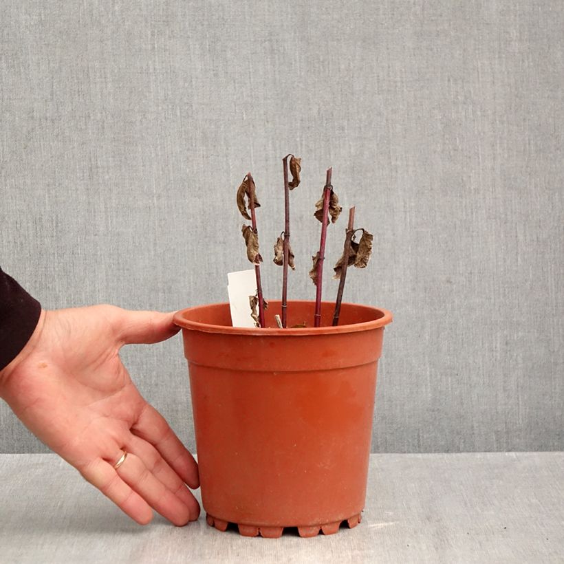 Exemplar von Heliopsis helianthoides Asahi - Sonnenauge Topf mit 2L/3L wie im Herbst geliefert