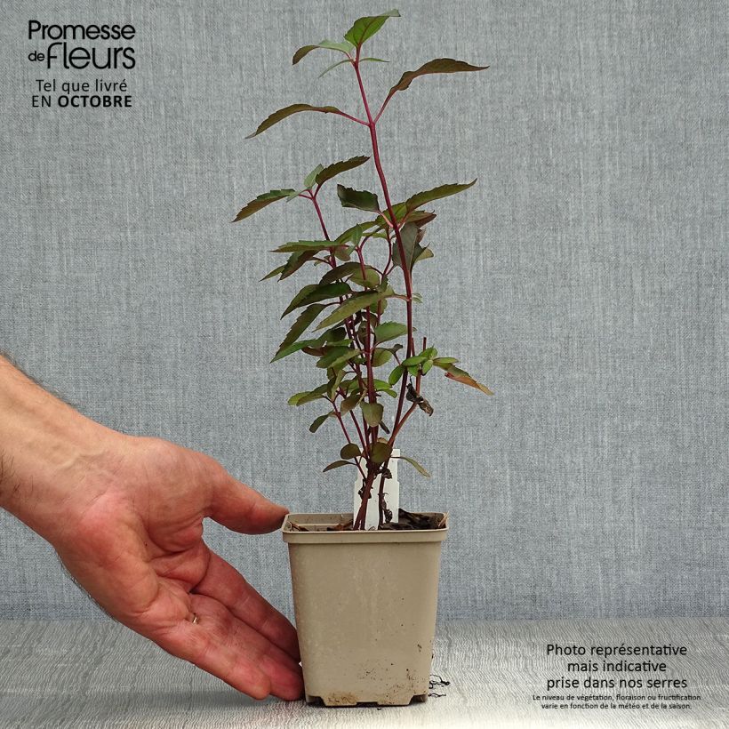 Exemplar von Heliopsis helianthoides var. scabra Burning Hearts - Sonnenauge Kleine Töpfe von 8/9 cm wie im Herbst geliefert