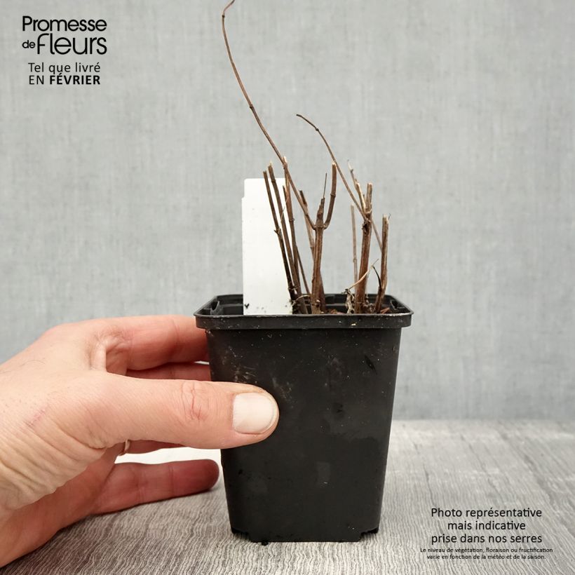 Exemplar von Heliopsis helianthoides var. scabra Funky Spinner - Sonnenauge Kleine Töpfe von 8/9 cm wie im Winter geliefert