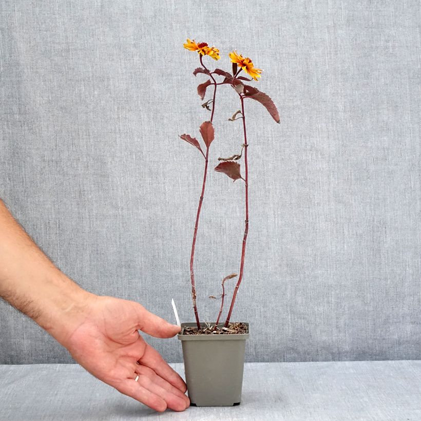 Exemplar von Heliopsis helianthoides var. scabra Funky Spinner - Sonnenauge Kleine Töpfe von 8/9 cm wie im Sommer geliefert