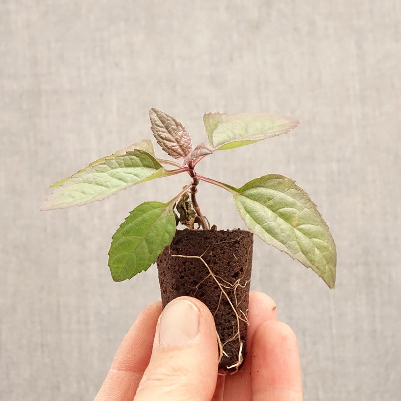 Exemplar von Heliopsis helianthoides var. scabra Funky Spinner - Sonnenauge Mini-Plug Ø 3/4 cm wie im Frühjahr geliefert