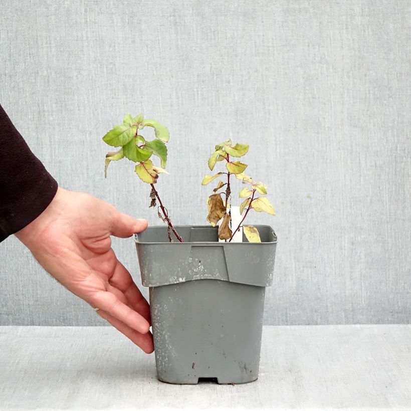 Exemplar von Heliopsis helianthoides var. scabra Funky Spinner - Sonnenauge Topf mit 2L/3L wie im Herbst geliefert