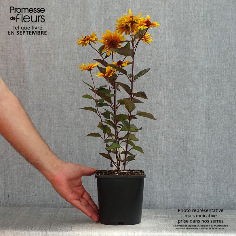 Exemplar von Heliopsis helianthoides var. scabra Funky Spinner - Sonnenauge Topf mit 2L/3L wie im Sommer geliefert