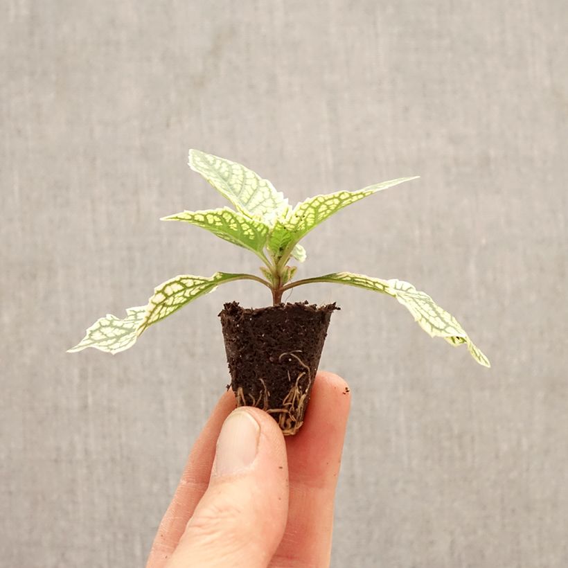 Exemplar von Heliopsis helianthoides Solar Flare - Sonnenauge Mini-Plug Ø 3/4 cm wie im Frühjahr geliefert
