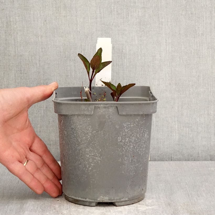 Exemplar von Heliopsis helianthoides Sparkling Contrast - Sonnenauge Topf mit 2L/3L wie im Frühjahr geliefert