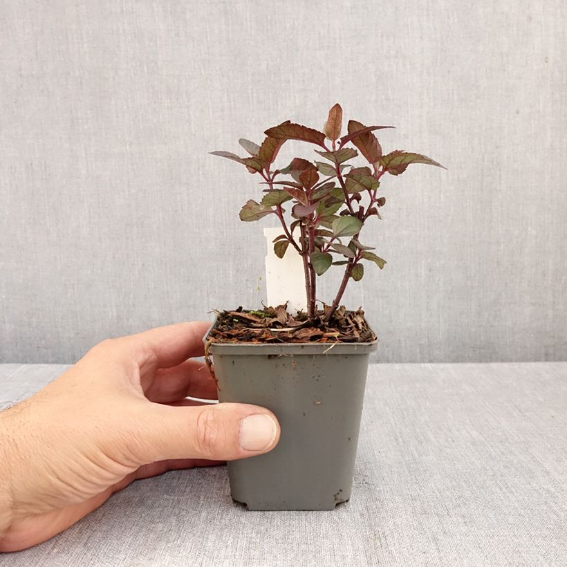 Exemplar von Heliopsis helianthoïdes var. scabra Fire Twister - Sonnenauge Kleine Töpfe von 8/9 cm wie im Herbst geliefert