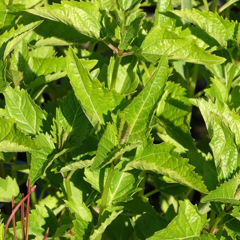 Heliopsis helianthoïdes var. scabra - Sonnenauge (Laub)