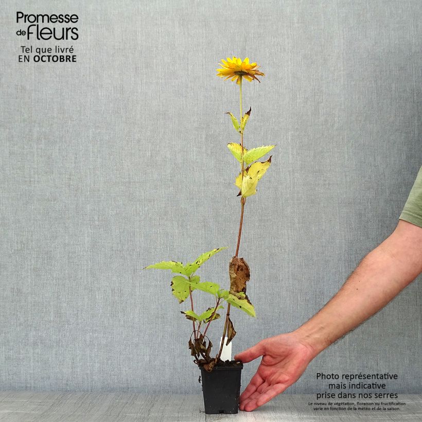 Exemplar von Heliopsis helianthoides var. scabra Venus - Sonnenauge Kleine Töpfe von 8/9 cm wie im Herbst geliefert