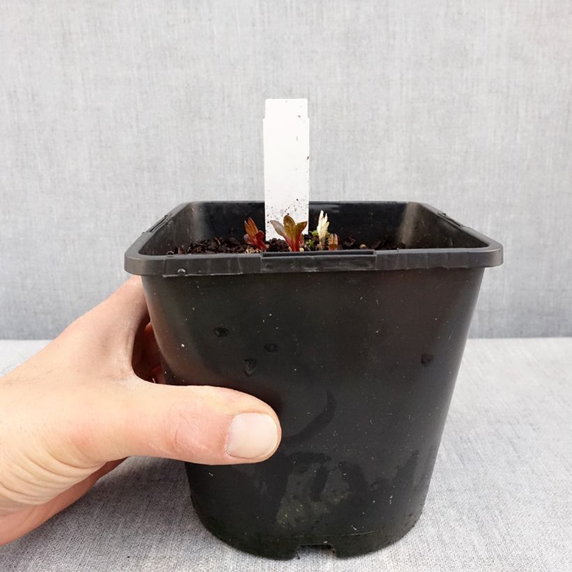 Exemplar von Heliopsis helianthoides Luna Roja - Sonnenauge Topf mit 2L/3L wie im Frühjahr geliefert