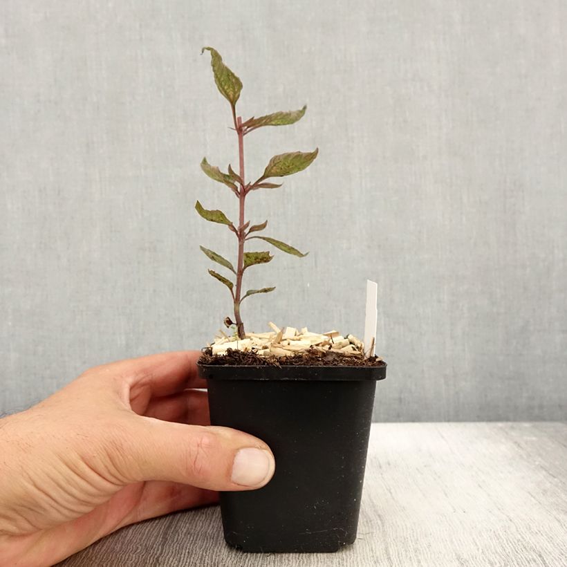 Exemplar von Heliopsis helianthoïdes var. scabra Summer Pink - Sonnenauge Kleine Töpfe von 8/9 cm wie im Herbst geliefert