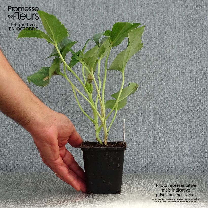 Exemplar von Helleborus argutifolius - Korsische Nieswurz Kleine Töpfe von 8/9 cm wie im Herbst geliefert