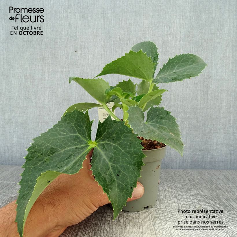 Exemplar von Helleborus argutifolius - Korsische Nieswurz Topf 12 cm / 13 cm wie im Herbst geliefert