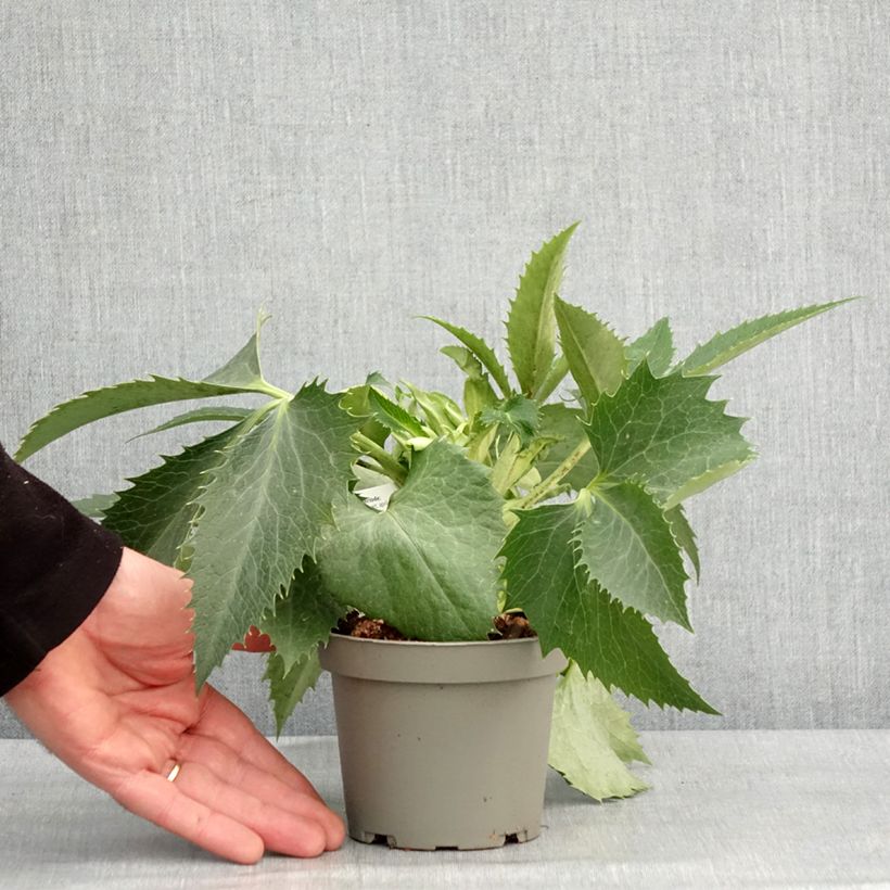 Exemplar von Helleborus argutifolius - Korsische Nieswurz Topf 12 cm / 13 cm wie im Winter geliefert