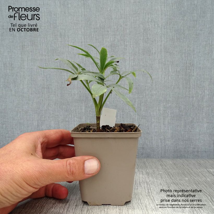 Exemplar von Helleborus foetidus Kleine Töpfe von 8/9 cm wie im Herbst geliefert