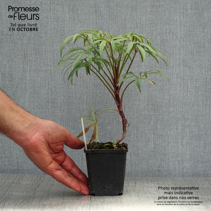 Exemplar von Helleborus foetidus Wester Flisk Group - Stinkende Nieswurz Kleine Töpfe von 8/9 cm wie im Herbst geliefert