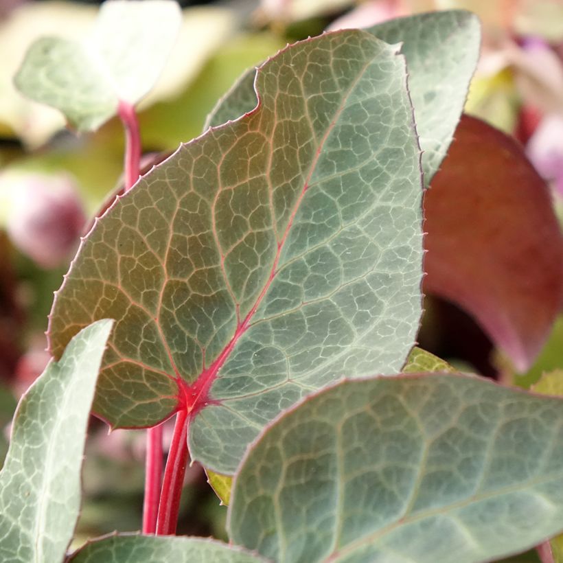 Helleborus lividus (Laub)