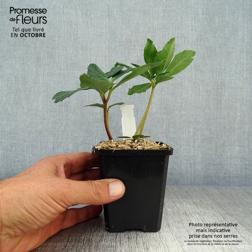 Exemplar von Helleborus niger - Schwarze Nieswurz Kleine Töpfe von 8/9 cm wie im Herbst geliefert