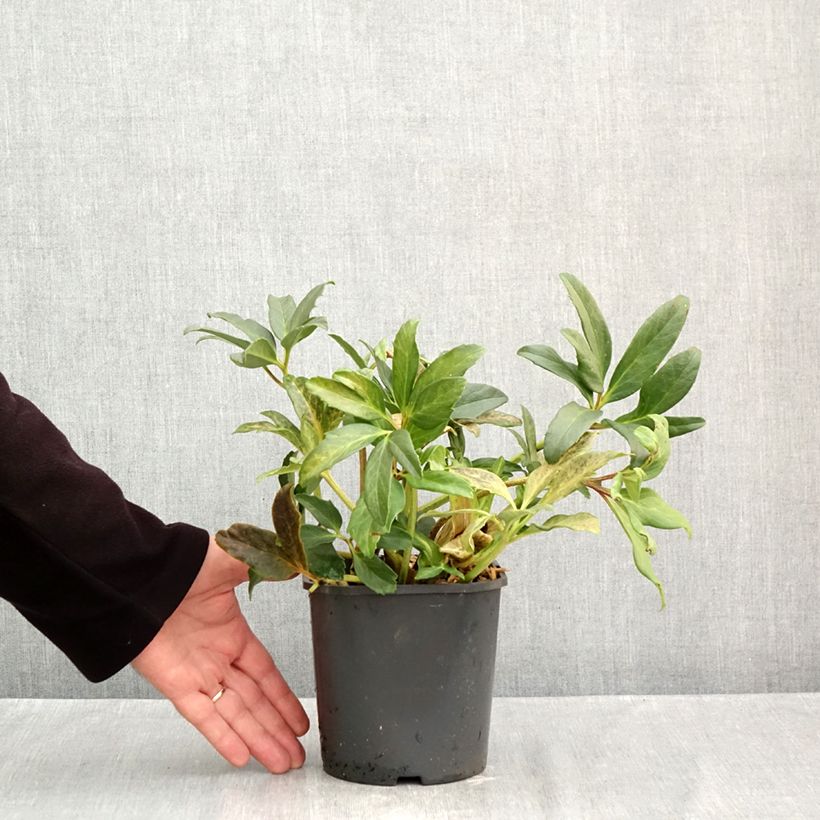 Exemplar von Helleborus niger - Schwarze Nieswurz Topf mit 2L/3L wie im Herbst geliefert