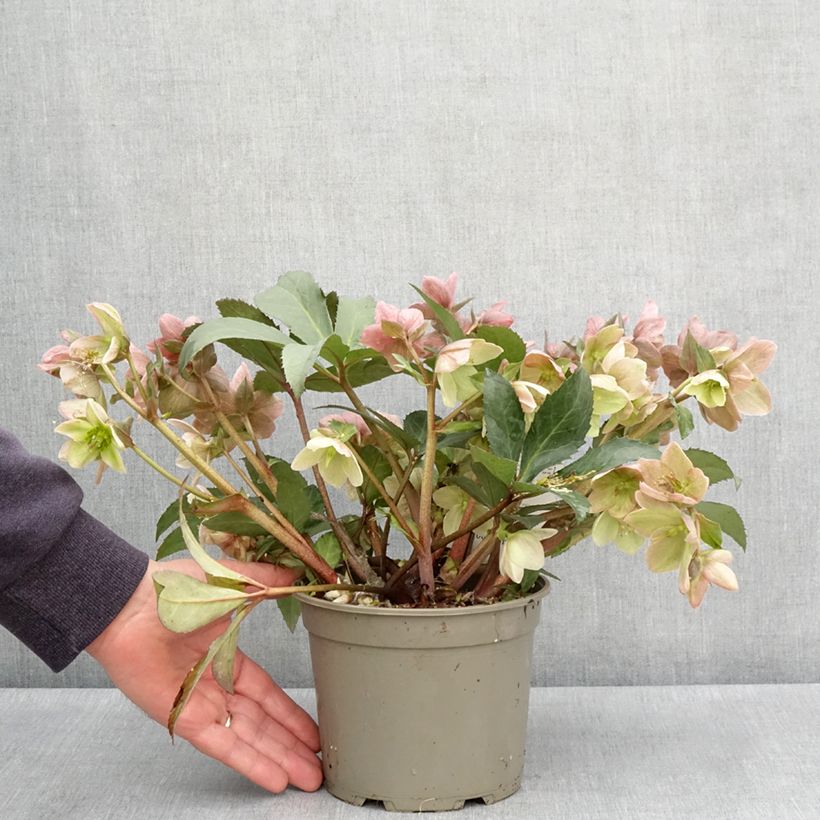 Exemplar von Helleborus nigercors Emma Topf mit 2L/3L wie im Frühjahr geliefert