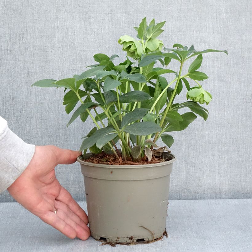 Exemplar von Helleborus orientalis Double Green Spotted Topf mit 2L/3L wie im Frühjahr geliefert