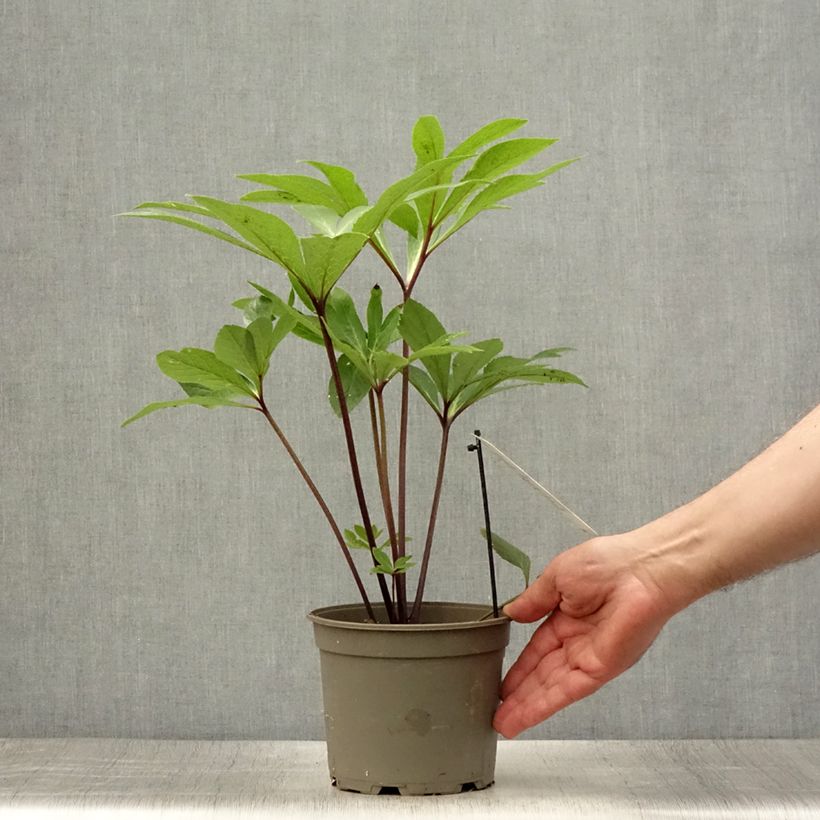 Exemplar von Helleborus orientalis Yellow Spotted Topf mit 2L/3L wie im Sommer geliefert