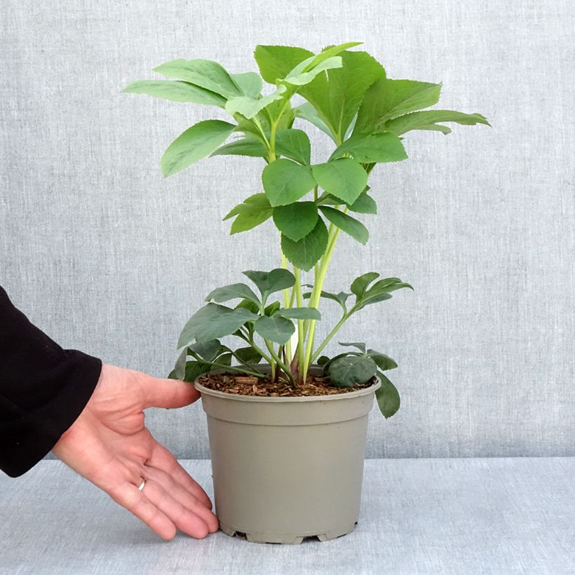 alocasia dragon variegata Alocasia Dragon Scale Mint