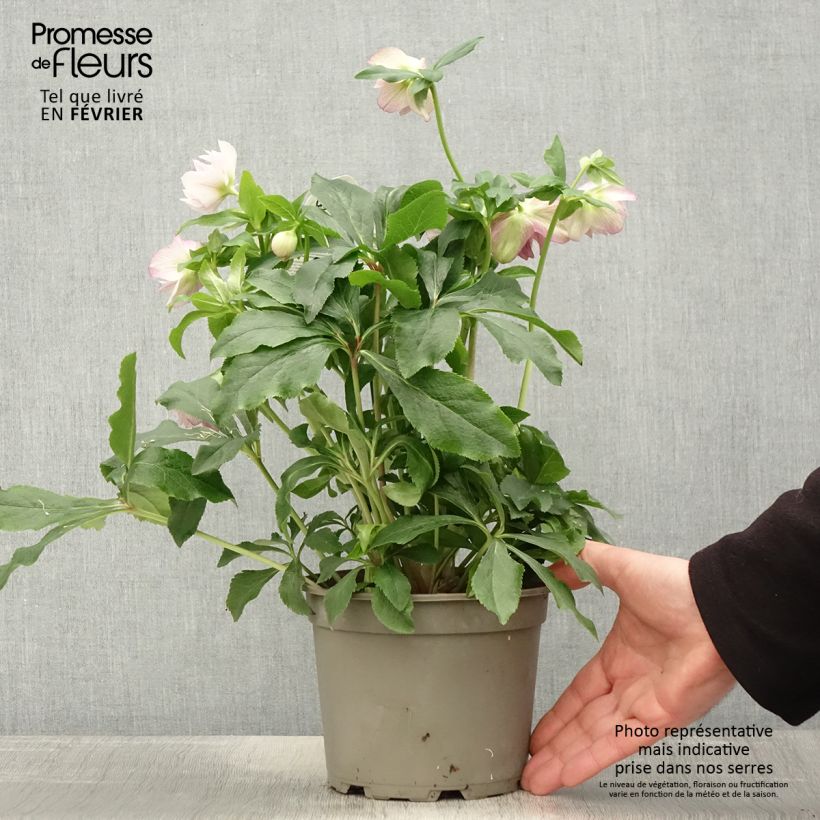 Exemplar von Helleborus orientalis ViV Alessia Topf mit 2L/3L wie im Winter geliefert