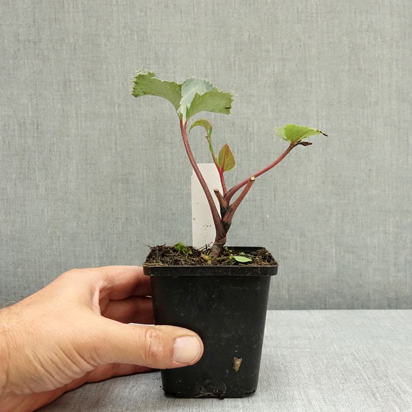 Exemplar von Helleborus sternii - Nieswurz-Hybride Kleine Töpfe von 8/9 cm wie im Sommer geliefert