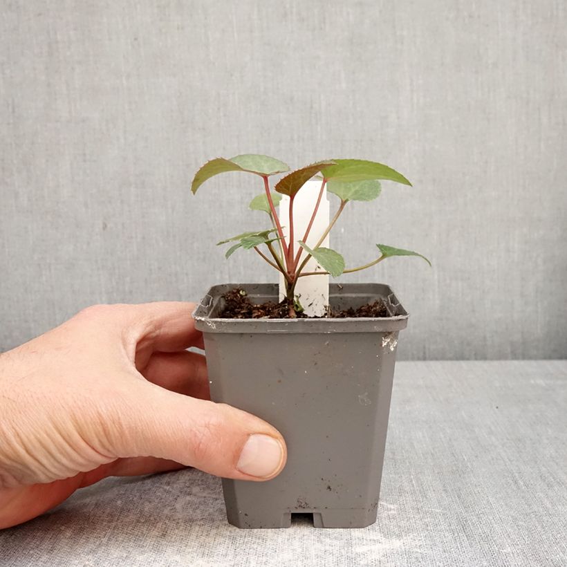 Exemplar von Helleborus sternii - Nieswurz-Hybride Kleine Töpfe von 8/9 cm wie im Frühjahr geliefert