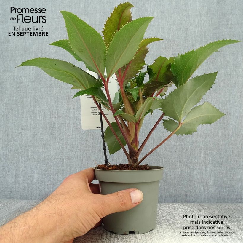 Exemplar von Helleborus sternii - Nieswurz-Hybride Topf mit 1L/1,5L wie im Herbst geliefert