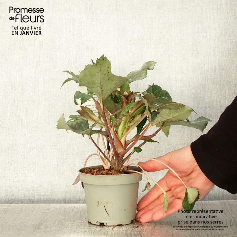 Exemplar von Helleborus sternii - Nieswurz-Hybride Topf mit 1L/1,5L wie im Winter geliefert