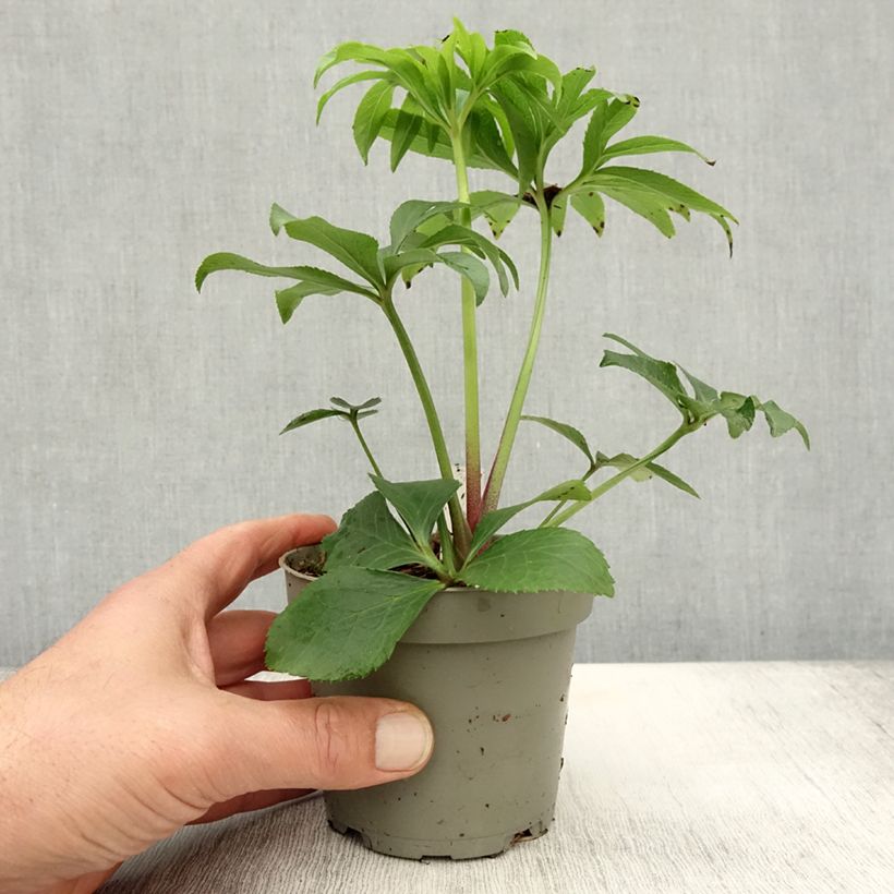 Exemplar von Helleborus torquatus Party Dress Hybriden Topf 12 cm / 13 cm wie im Herbst geliefert