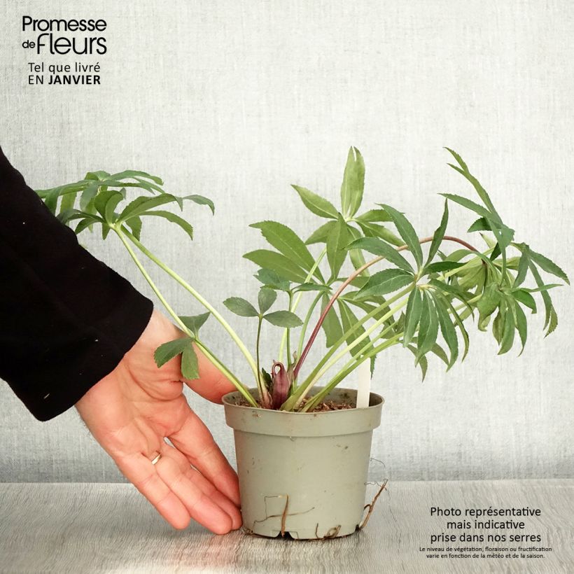 Exemplar von Helleborus torquatus Party Dress Hybriden Topf 12 cm / 13 cm wie im Winter geliefert
