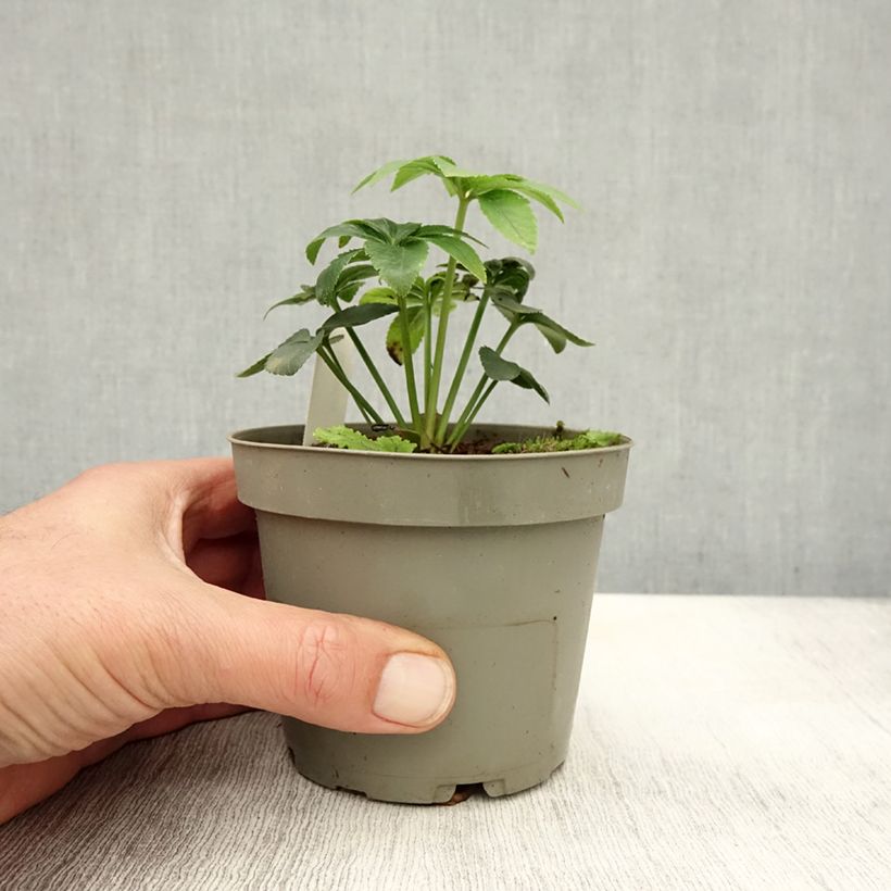 Exemplar von Helleborus torquatus Topf 12 cm / 13 cm wie im Herbst geliefert